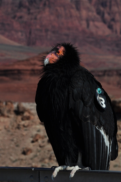 California Condor